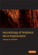 Neurobiology of Peripheral Nerve Regeneration - ISBN 9780521867177