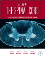 Atlas of the Spinal Cord: Mouse, Rat, Rhesus, Marmoset, and Human - ISBN 9780123978769
