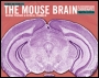 Paxinos and Franklins the Mouse Brain in Stereotaxic Coordinates - ISBN 9780123910578