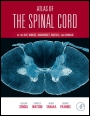 Atlas of the Spinal Cord: Mouse, Rat, Rhesus, Marmoset, and Human - ISBN 9780123978769