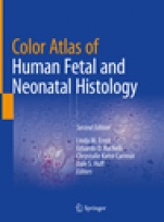 Color Atlas of Human Fetal and Neonatal Histology - ISBN 9783030114244