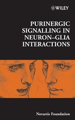 Purinergic Signalling in Neuron–Glia Interactions - ISBN 9780470018606