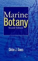 Marine Botany - ISBN 9780471192084